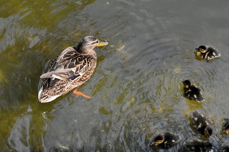 Duckling water wildlife