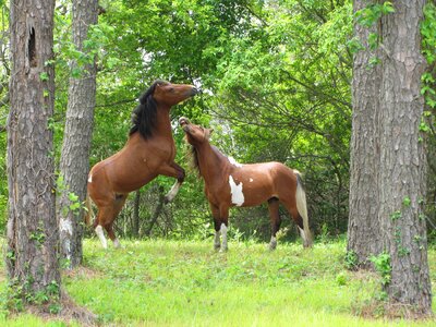 two fighting horses photo