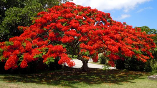 Floral plant natural photo