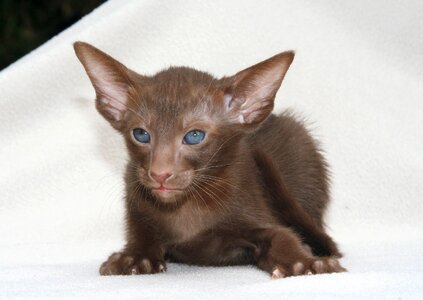Brown kitten oriental shorthair
