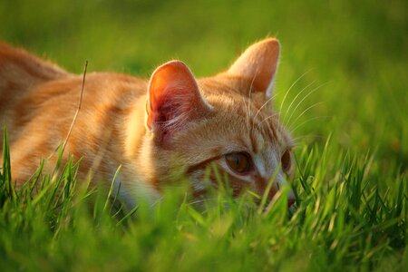 Animal cat claw