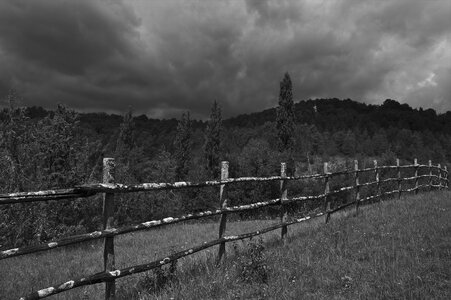 Forest trees fence photo