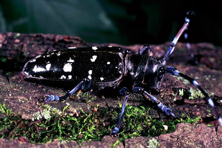 Asian beetle longhorn