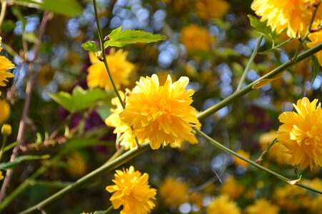 Bush bloom branch photo