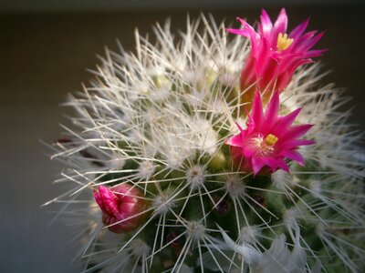 Close up macro thorns photo