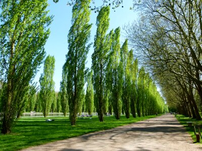 Poplars alley in park de Sceaux photo