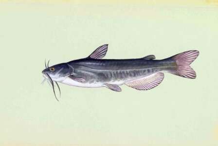 Catfish fish white