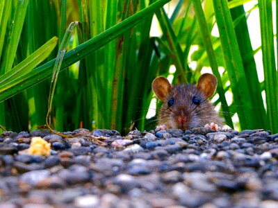Ears follow your nose foraging