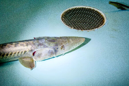 Pallid sturgeon photo