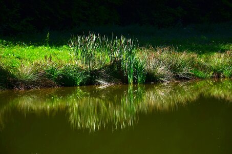 Coast grass lake