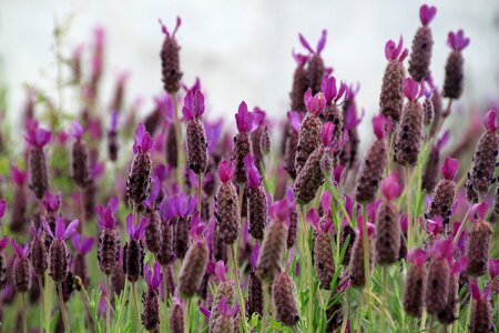 Violet inflorescence lavender field