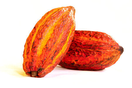 Cocoa pods and cocoa beans and cacao powder photo