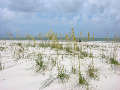 Sea oats and dunes photo