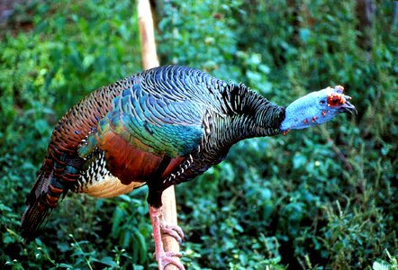 Bird male turkey
