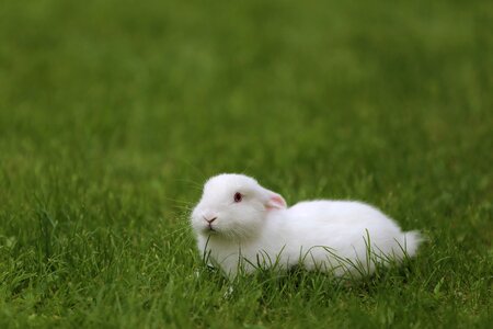 Green Grass laying bunny