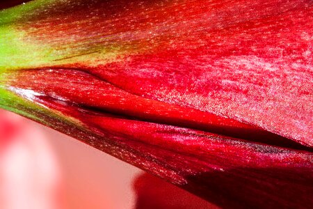 Flower plant botany