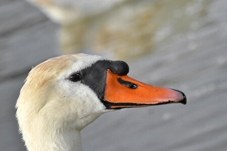 Beautiful swan waterfowl