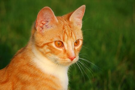 Animal cat claw