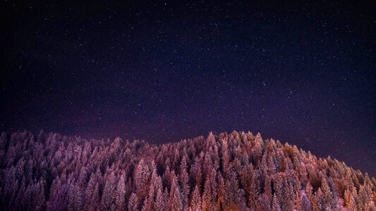 Forest Under the Night Sky and Stars photo