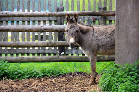 Fence donkey stall photo