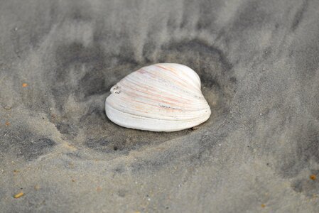 Beach shell natural photo