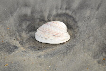 Beach shell natural