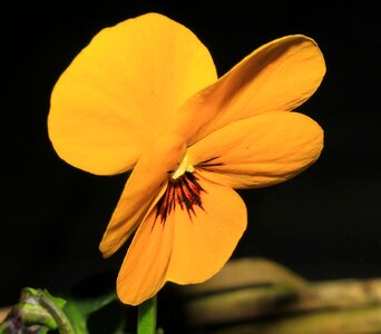 Bloom yellow violaceae photo