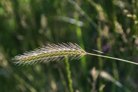 Agriculture cereal environment