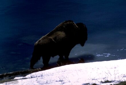 American buffalo 