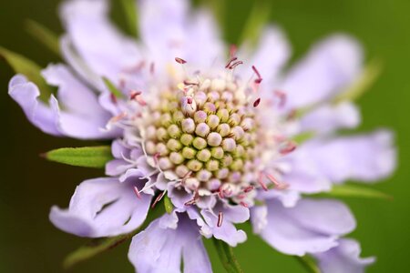 Beautiful beautiful flowers beautiful photo