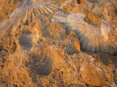Beach shells mussel shells photo