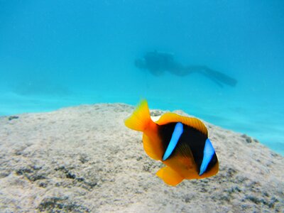 Divers ocean underwater photo