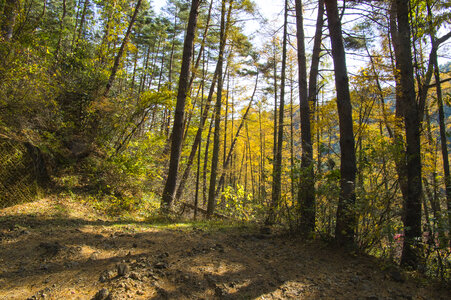 11 Forest
