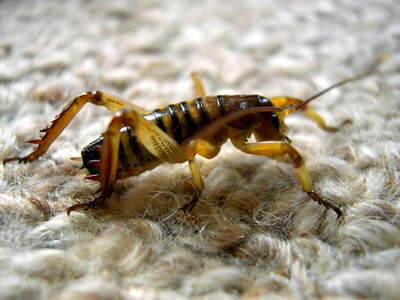 Bug close-up macro