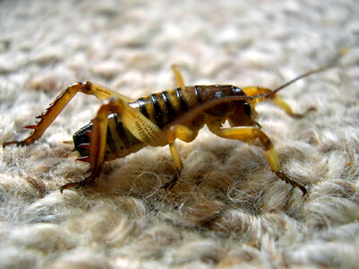 Bug close-up macro photo