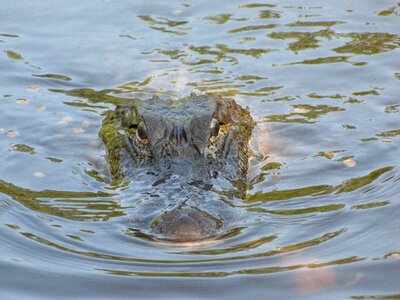 Crocodile wildlife reptile photo