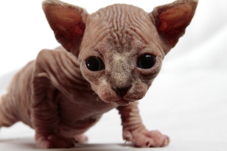 Cat kitten pet