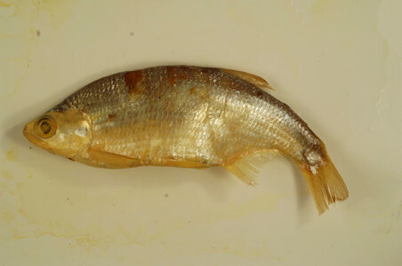 Hiodon tergisus-1