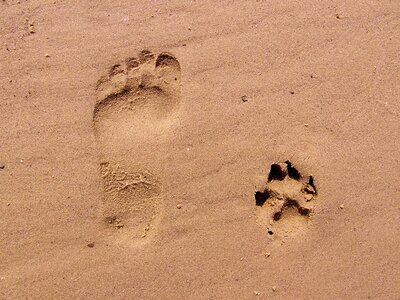 Beach trace paw photo