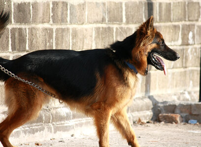 Alsatian Dog German Shephard