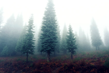 1 Brown fog forest photo