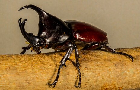 Tropical beetles rhinoceros beetle riesenkaefer