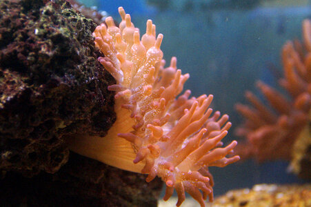 Sea Anemone in the Ocean photo