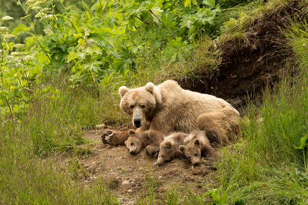 Kodiak bear sow and cubs-1