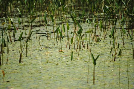 Pond wetland bog