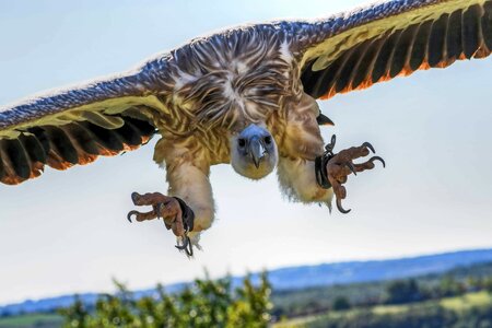 Aircraft animal avian photo