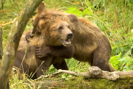 Bear brown brown bear