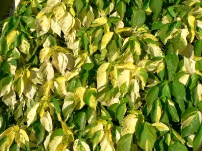 Greenery leaves yellow