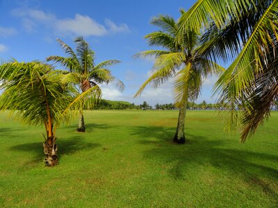 Palms palm trees grass photo