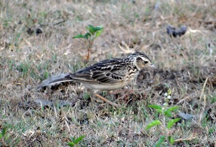 Lark ground-dwelling calandrella brachydactyla